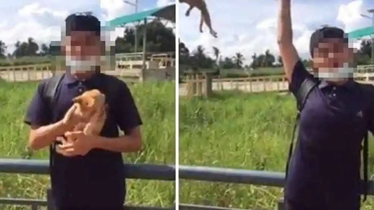 VIRAL Pemuda yang Lempar Kucing demi Konten Ditangkap Polisi, Disebut Buat Lega Para Pecinta Hewan