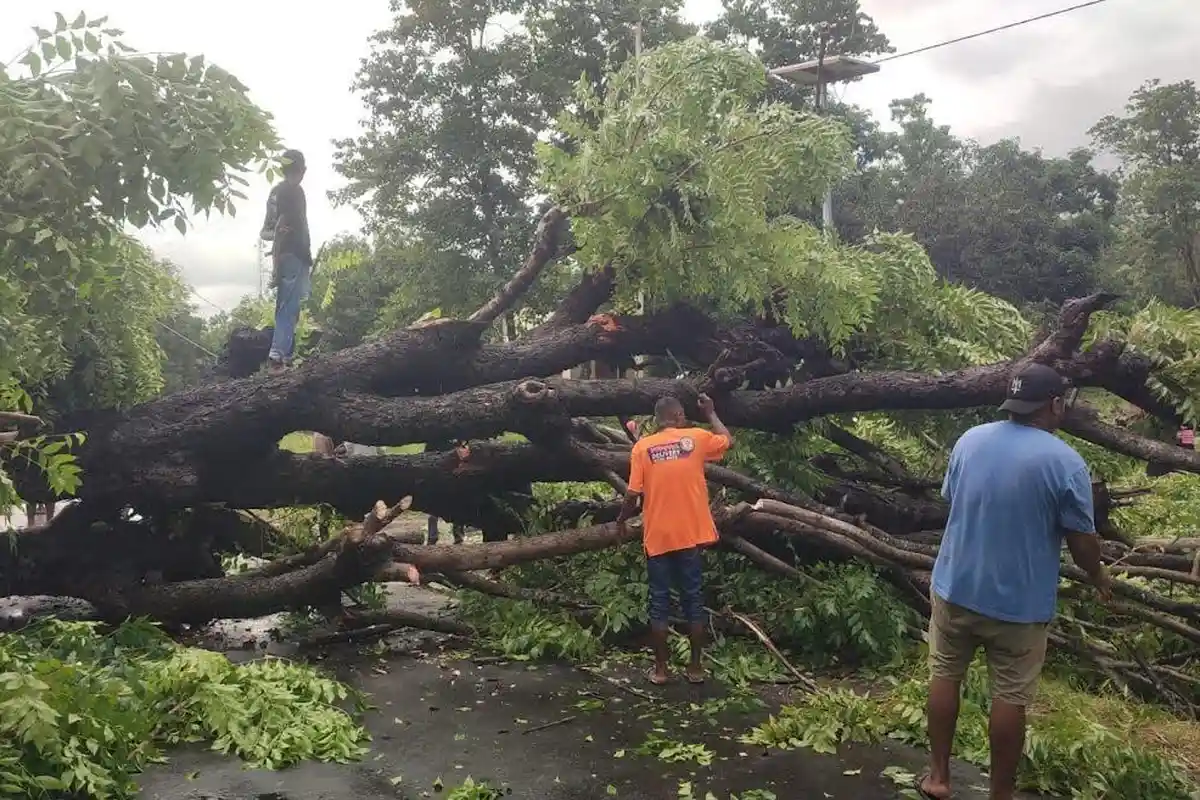 Pohon Tumbang di Hoder Sikka, Arus Lalulintas Macet Total 
