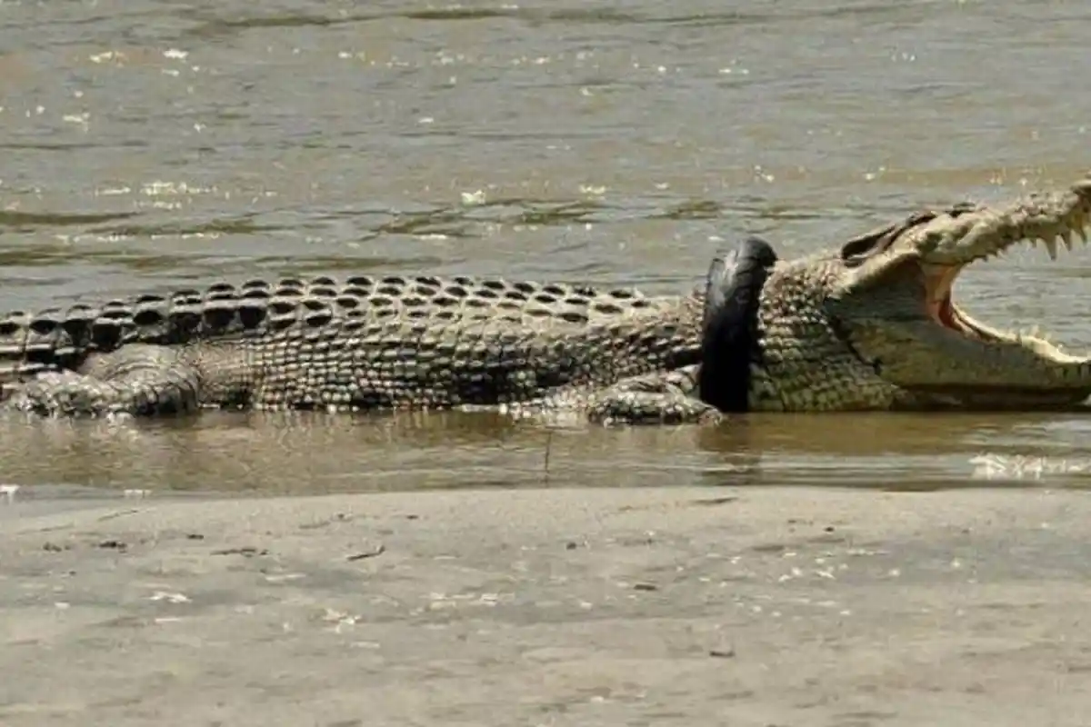 Kisah Buaya Berkalung Ban: Panji Petualang hingga Bule Matt Wright Belum Berhasil Menangkapnya