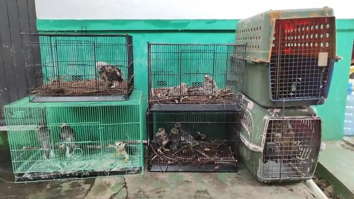 Alobi Foundation Terima 16 Elang Hasil Sitaan Perdagangan Satwa Ilegal di Bangka Tengah
