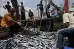 Nelayan Membongkar Ikan di TPI Lama