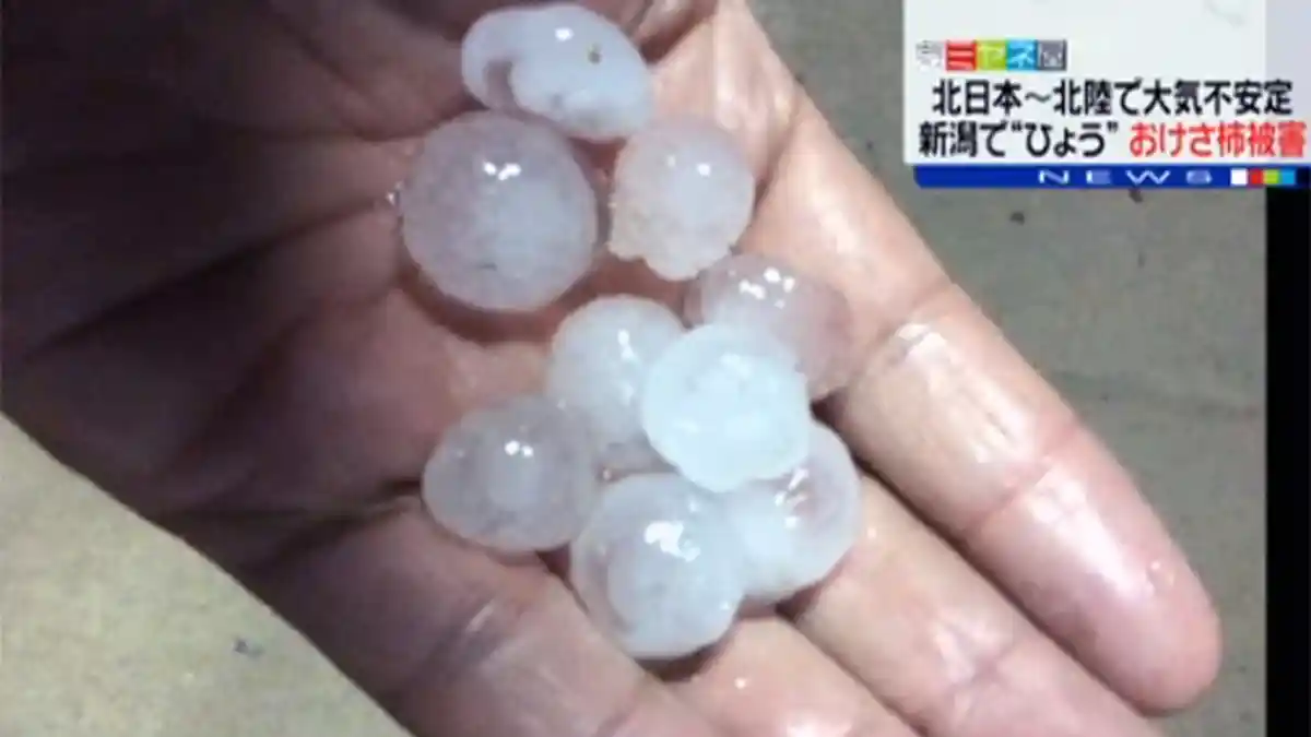 Hujan Batu Es di Niigata Jepang Hancurkan Perkebunan Kesemek