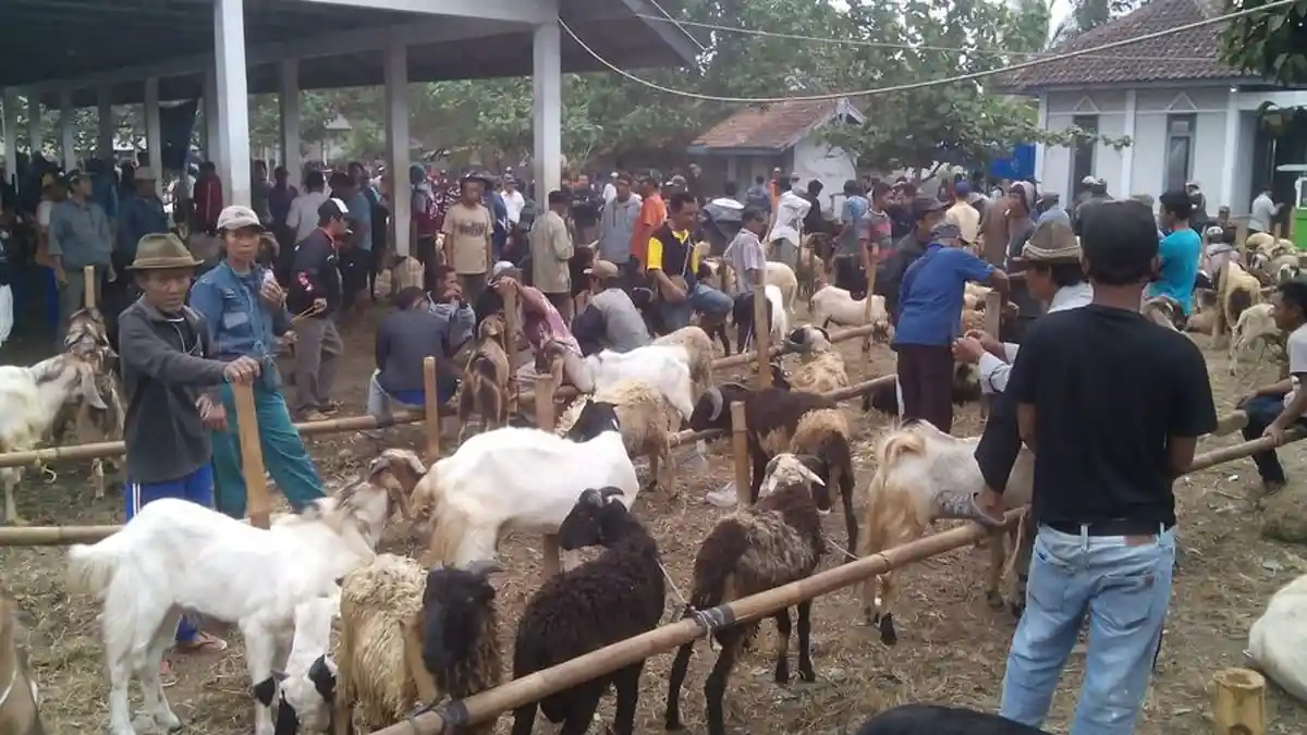 Periksa Hewan Kurban, Dinas Peternakan dan Perikanan Ciamis Turunkan 5 Tim