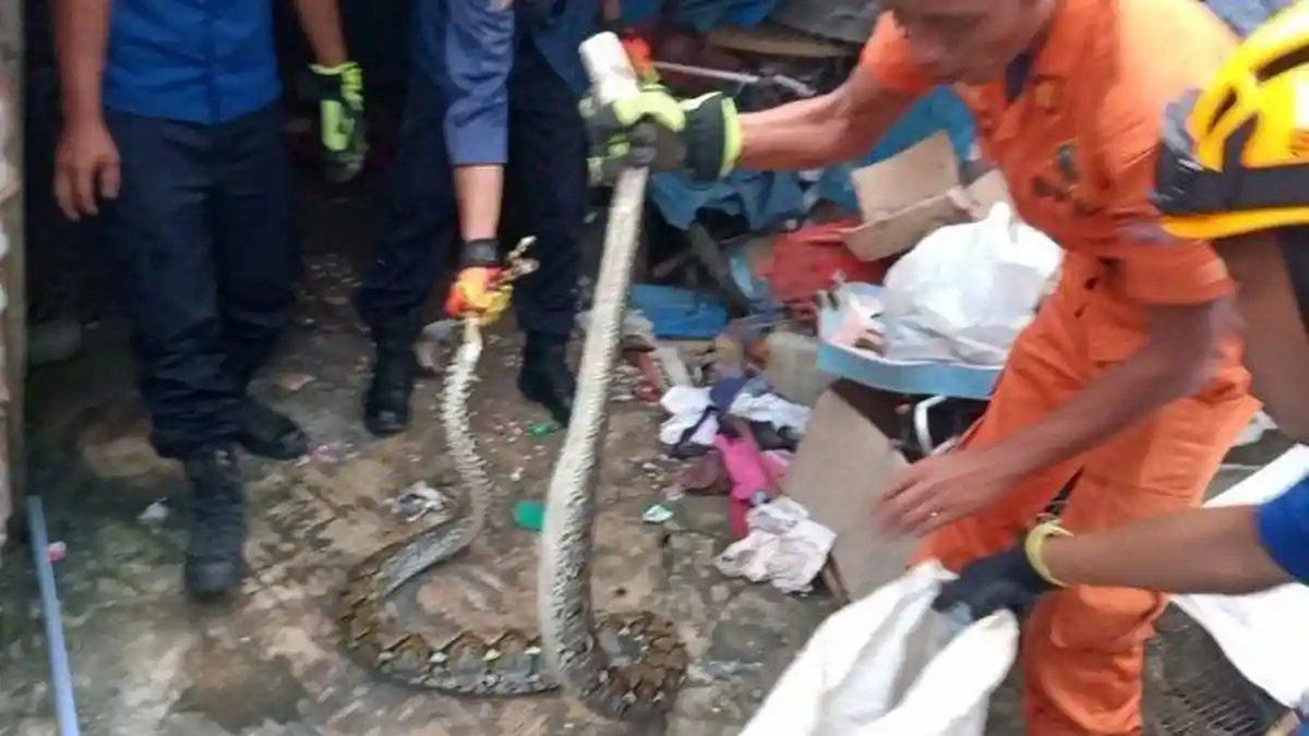 Petugas BPBD Evakuasi Ular Sepanjang 3 Meter Yang Sembunyi di Bawah Tumpukan Karpet Rumah Udin