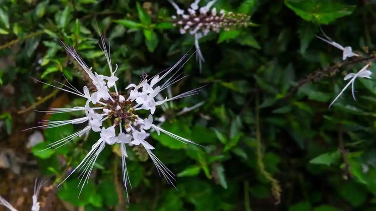 Tak Banyak yang Tahu, 11 Tanaman Herbal Ini  Ternyata Ampuh Turunkan Tekanan Darah Tinggi