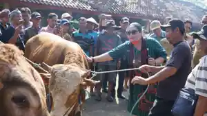 Bupati-Gunungkidul-Endah-Subekti-mengusap-sapi-DI-Pasar-Hewan-Siyono-di-Playen-Gunungkidul.jpg
