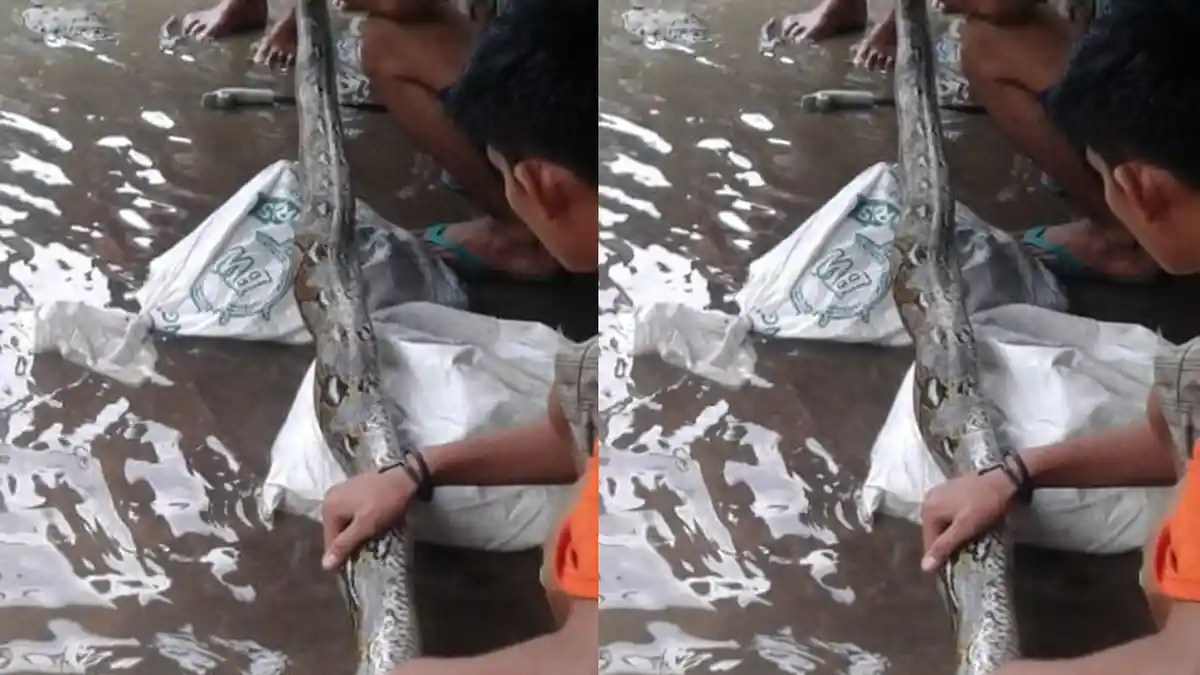 Warga Banyuasin Palembang Tangkap 5 Ekor Ular Piton dalam Sehari, 4 Ular Piton Bernasib Naas