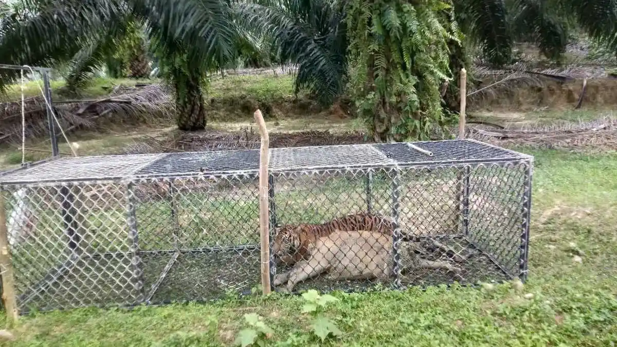 Cara BKSDA Aceh Menangkap Harimau Sumatera, Dipancing Dengan Perangkap dan Umpan