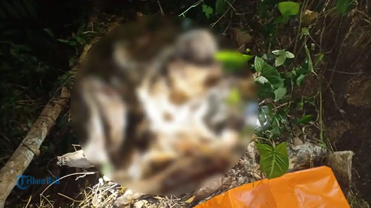 Ketut Sudarsana Ditemukan Tewas, Kulit Kepala Mengelupas dan Tungkai Kaki Raib