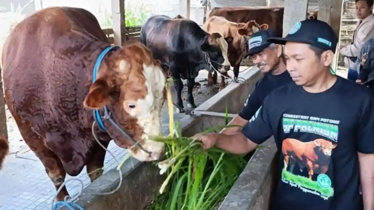 Cerita Warga Blitar Tak Menyangka Sapinya Jadi Hewan Kurban Presiden Prabowo, Dibeli Rp 84 juta