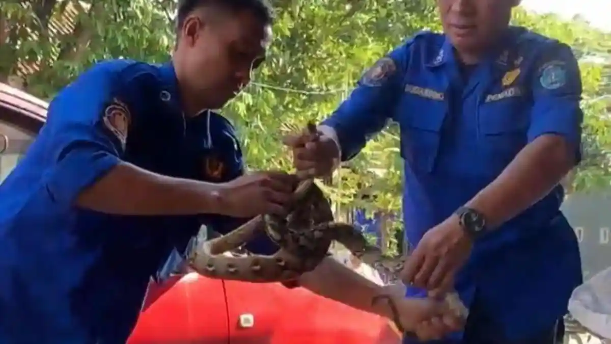 Pria di Ponorogo Kaget Temukan Ular Piton Lagi Asyik Makan 5 Ayam Kate, Tim Damkar Gercep Evakuasi