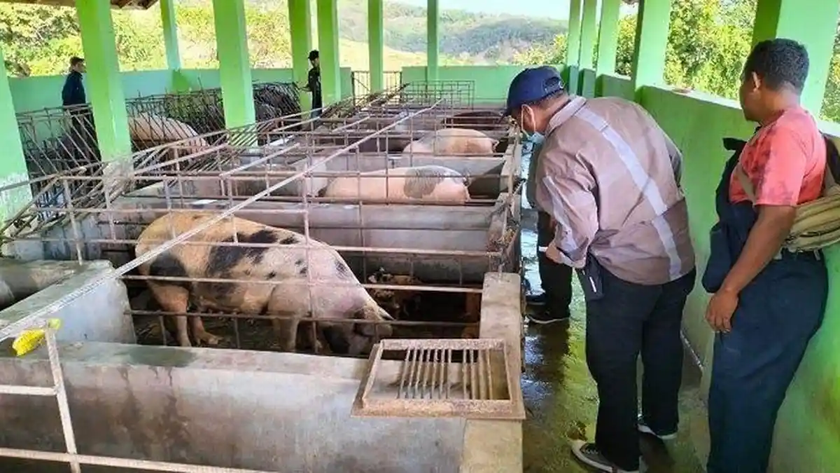 329 Ternak Babi di Boleng Manggarai Barat Mati Terpapar ASF
