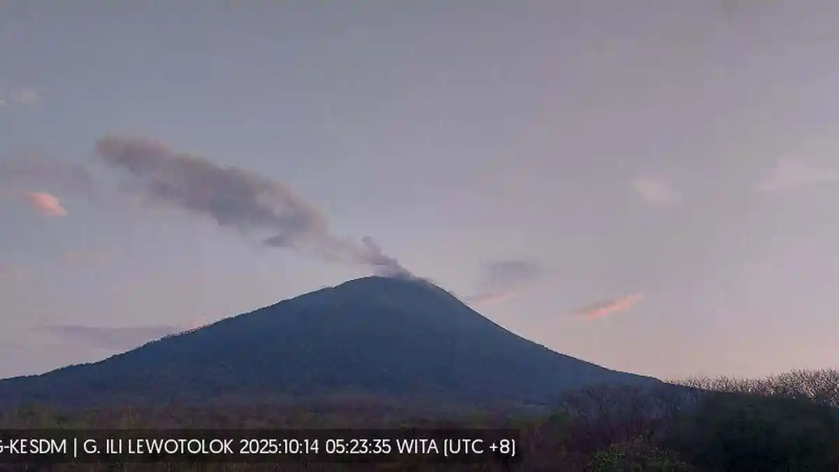 Gunung Lewotolok NTT 5 Kali Gempa Erupsi 31 Kali Gempa Hembusan