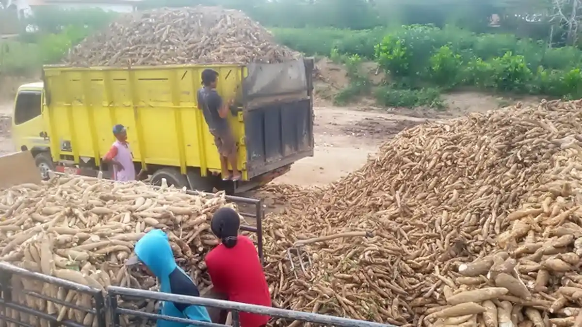 Kemarau, Harga Singkong Justru Turun, Dampak Panen Raya Wilayah Lampung