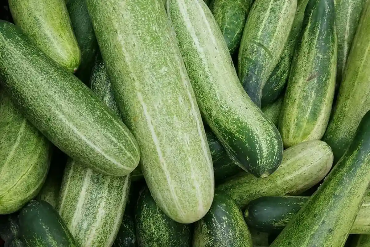 Manfaat Timun Sangat Baik Bagi Anak, Coba Terapkan Terapi Timun Berikut Ini