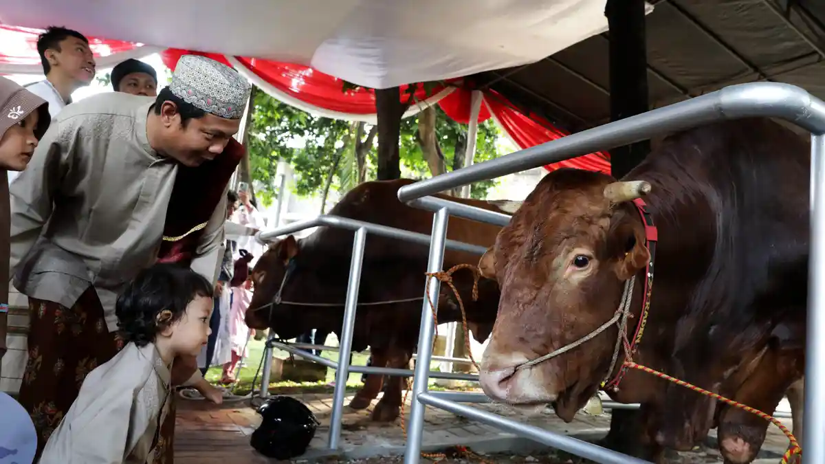 Iduladha Tahun Ini, Prabowo Sumbang 578 Hewan Kurban di Seluruh Indonesia