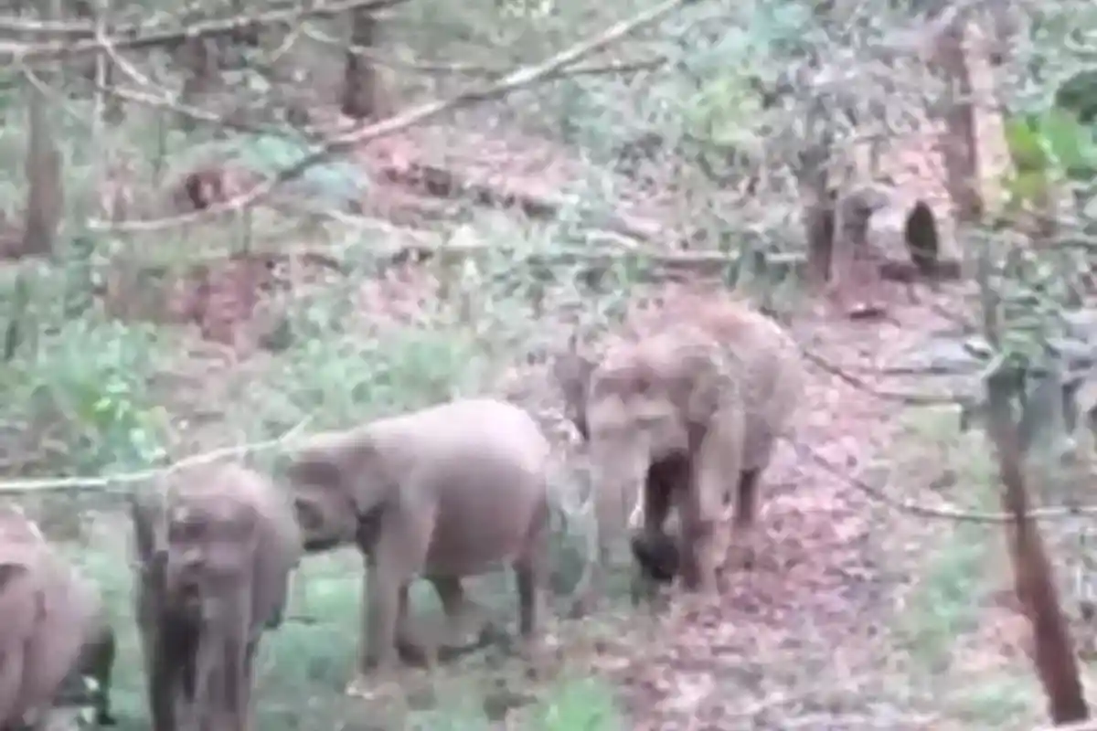 Warga Tebo Keluhkan Gajah Liar, Dinas Kehutanan Jambi Klaim Sudah Pasang GPS Solar