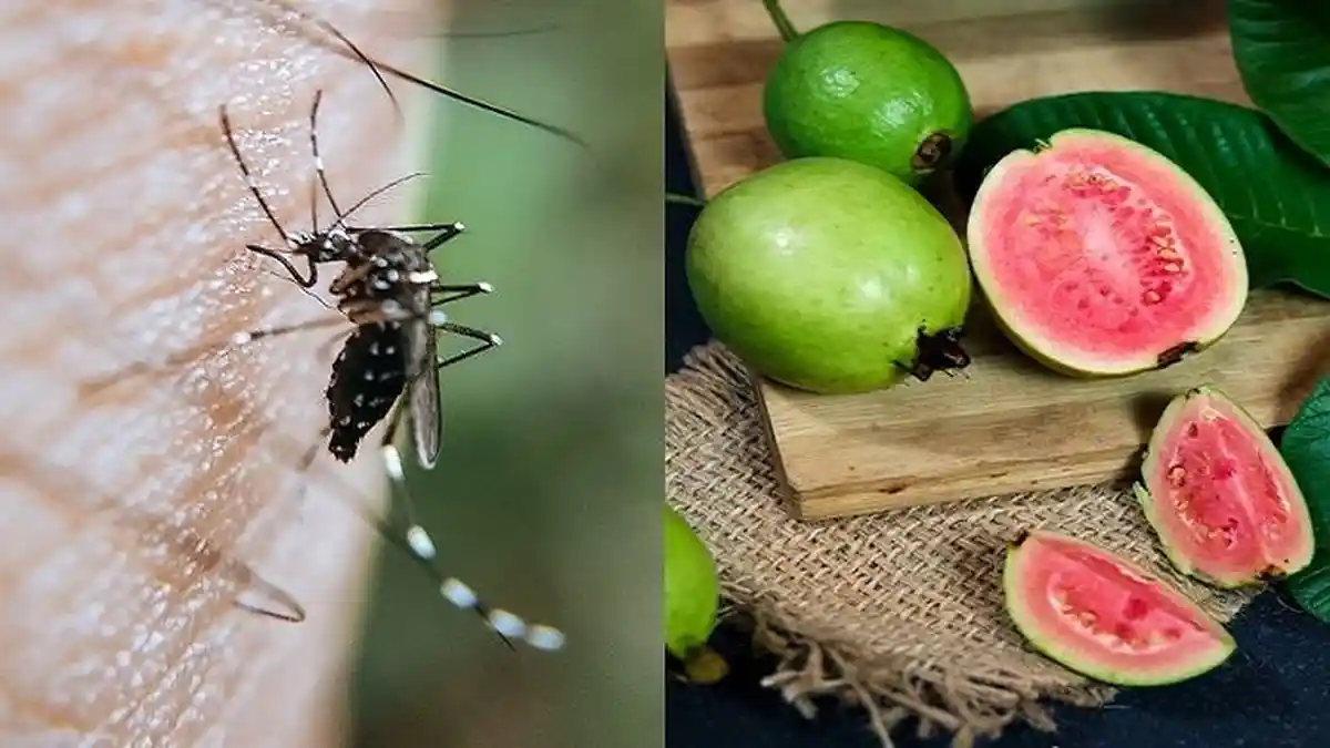 Banyak Nyamuk Saat Musim Hujan, Ini Cara Alami Usir Nyamuk Dengan Jambu Biji