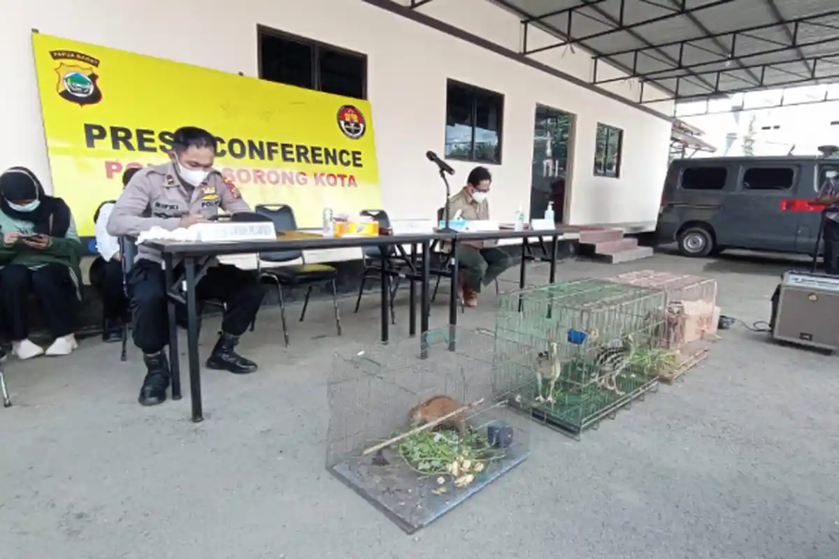 Petugas Gagalkan Penyelundupan Satwa Endemik Papua yang Dilindungi di Pelabuhan Sorong