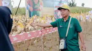 Panen-raya-jagung-di-Grobogan-Jawa-Tengah.jpg