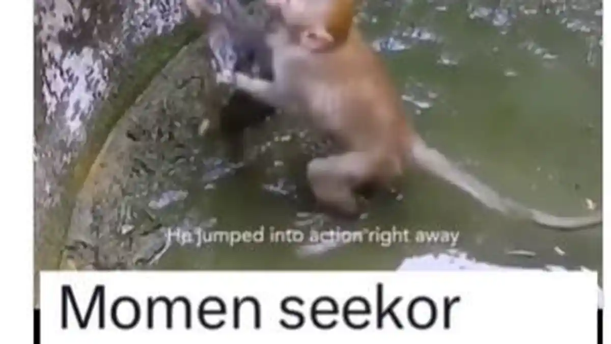 Berita Viral Momen Menyentuh Hati Seekor Monyet Menolong Kucing Terjebak Dalam Sumur