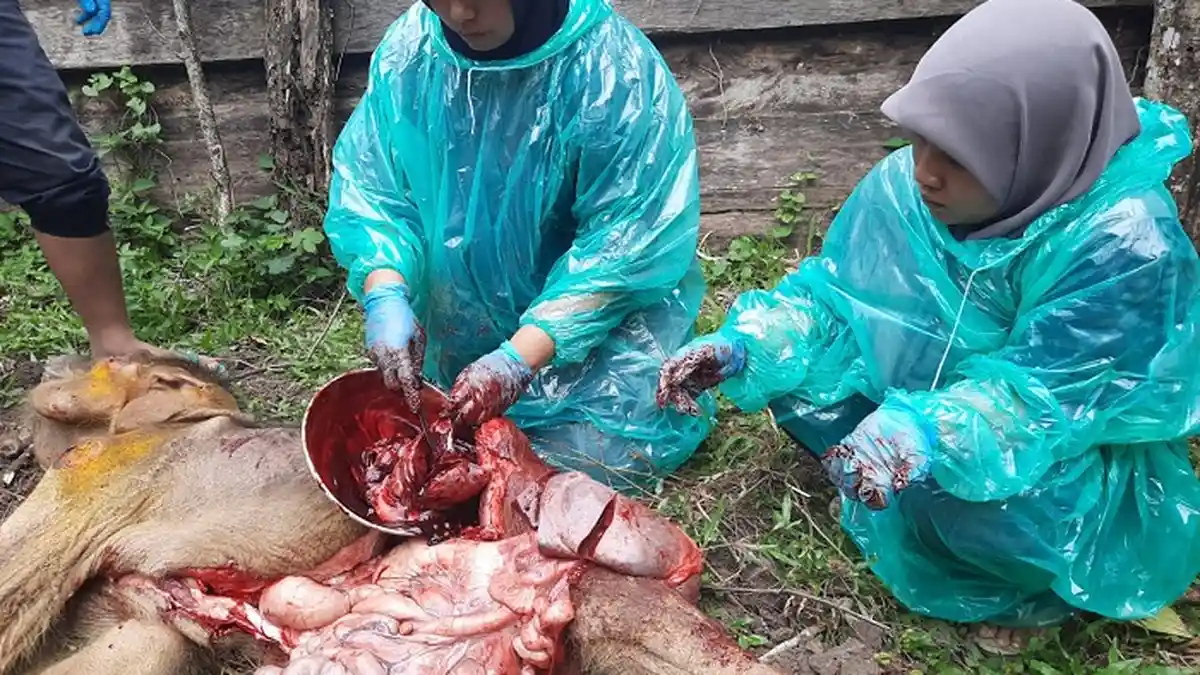 Sempat Jalani Perawatan, 'Inong' Bayi Gajah Sumatera yang Terjebak Lumpur Akhirnya Mati