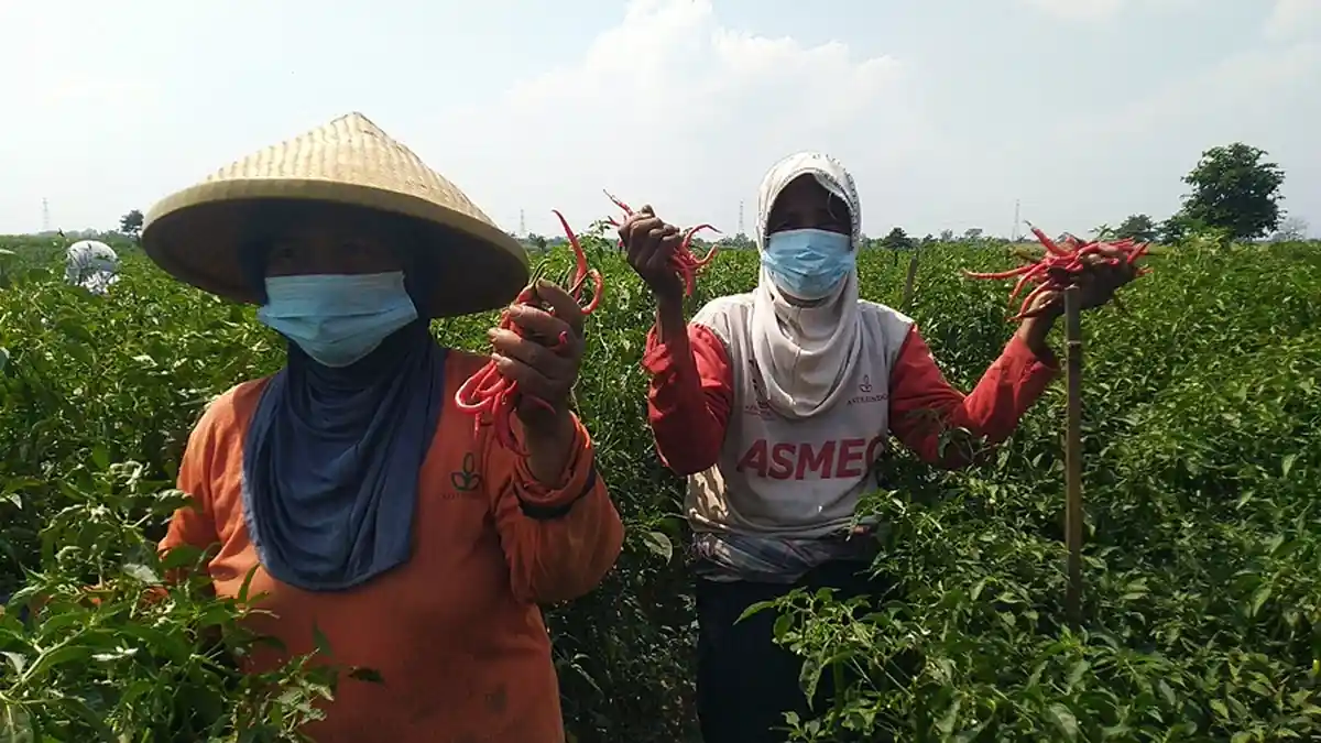 Harga Cabai Anjlok di Kudus, Mentok Laku Jual Cuma Rp 7 Ribu