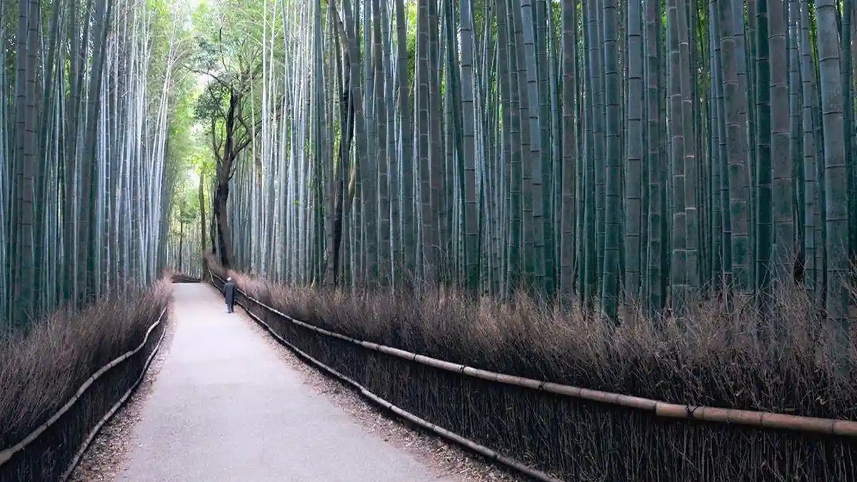 Panduan Menuju Arashiyama, Hutan Bambu Ikonik Favorit Turis di Jepang