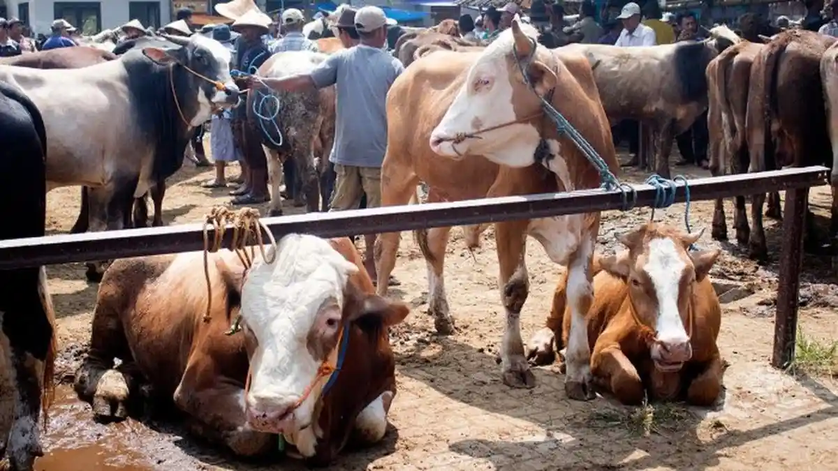 Idul Adha - Begini Tata Cara Berkurban dan Hal yang Dianjurkan Bagi Orang Berkurban