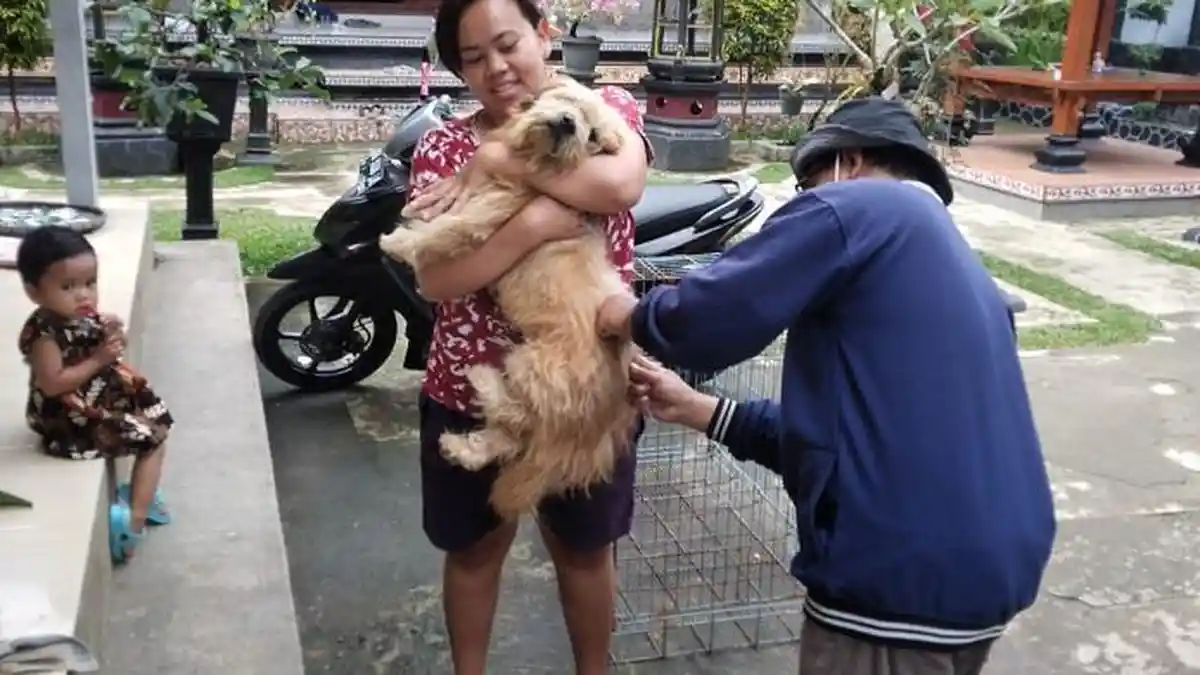 Kurang Dari 1 Persen Vaksinasi Rabies Di Tabanan Capai 70 Persen