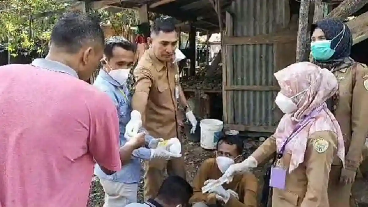 Cek Kesehatan Hewan Kurban di Baubau, Dinas Pertanian Temukan Sapi dan Kambing Terjangkit Flu, Orf