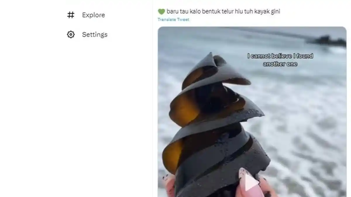 Ternyata Seperti Ini Bentuk Ikan Hiu, Banyak yang Belum Tahu