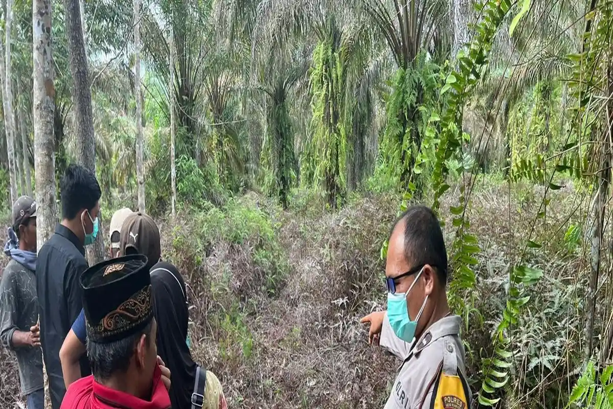 Hilang 10 Hari, Lansia di Musi Rawas Ditemukan Tewas Membusuk di Kebun Sawit