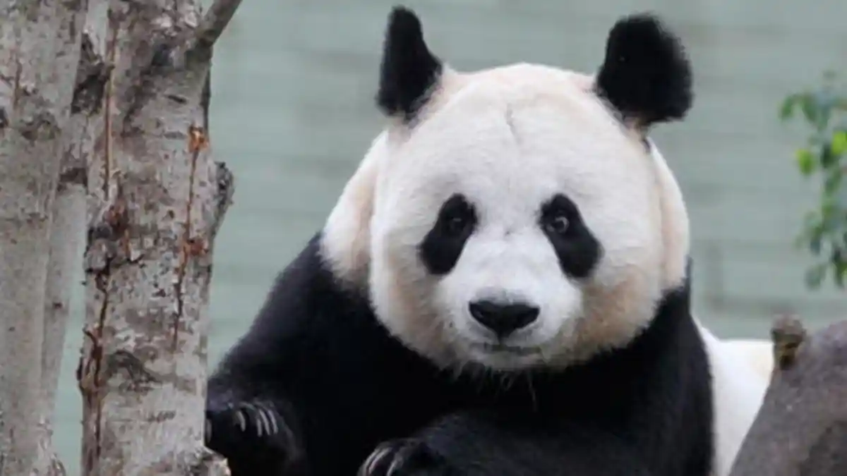 Jangan Tertipu Ya, Ini Bahaya di Balik Keimutan Panda