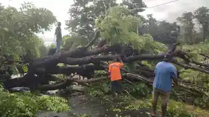 Pohon-Reo-Tumbang-dan-menghalangi-jalan-Trans-Maumere-Larantuka.jpg