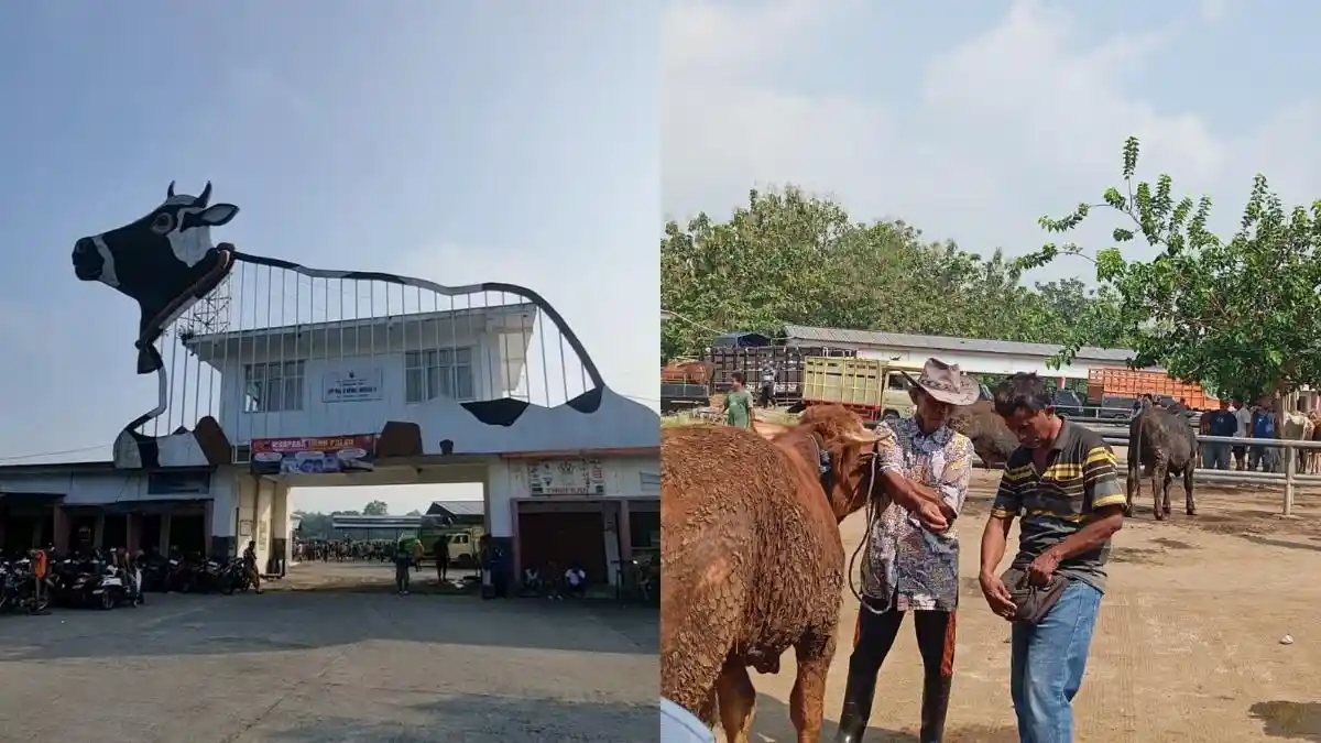 Berburu Hewan Kurban di Pasar Sapi Kalioso Boyolali, Tradisi Tawar-menawar Pakai Koin Masih Bertahan