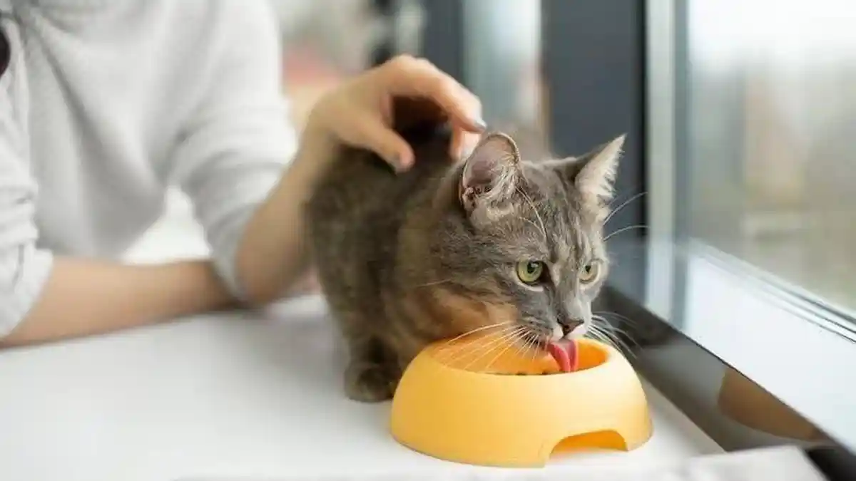 Agar Makanan Kucing Terhindar dari Semut, Ini 5 Tempat Makan yang Dapat Digunakan