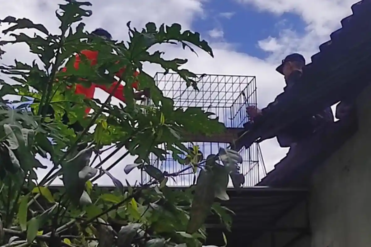 BPBD Ponorogo Pasang Perangkap Untuk Menangkap Monyet yang Sudah 3 Bulan Bikin Ulah di Permukiman