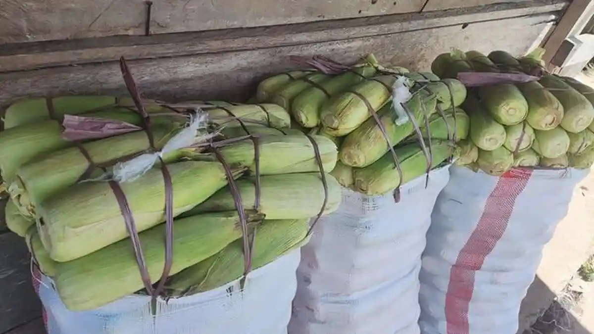 Harga Jagung Manis di Boltim Sulawesi Utara Sentuh Harga Tertinggi, Ini kata Petani