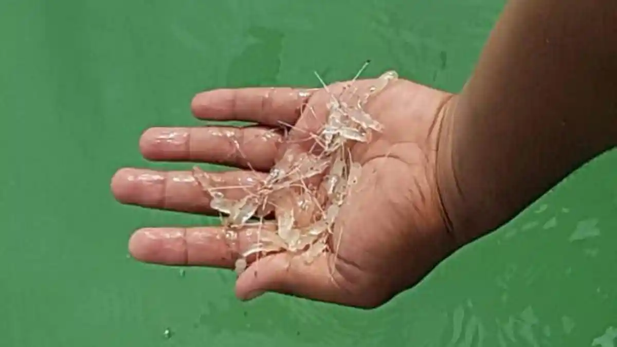 Kasus yang Menjerat Menteri Edhy Prabowo, 7 Tersangka Penyuap dan Penerima Suap Ekspor Benih Lobster