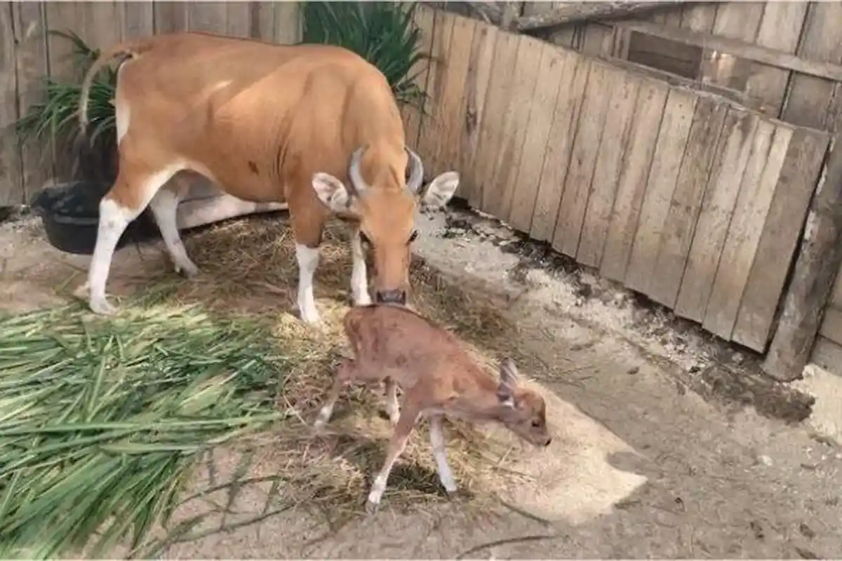 Lahirnya Exploitasia Harapan Baru Banteng Jawa dari Jantung Pangandaran
