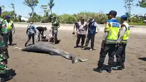 Salah-satu-mamalia-laut-terdampar-lalu-mati.jpg