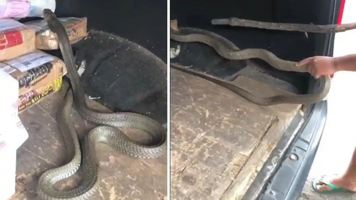 Bikin Merinding, Video Viral Ular King Kobra Lepas dari Paketnya, Begini Kata Pengamat Reptil