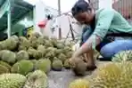 Ketika Musim Durian Tiba di Pangkal Pinang