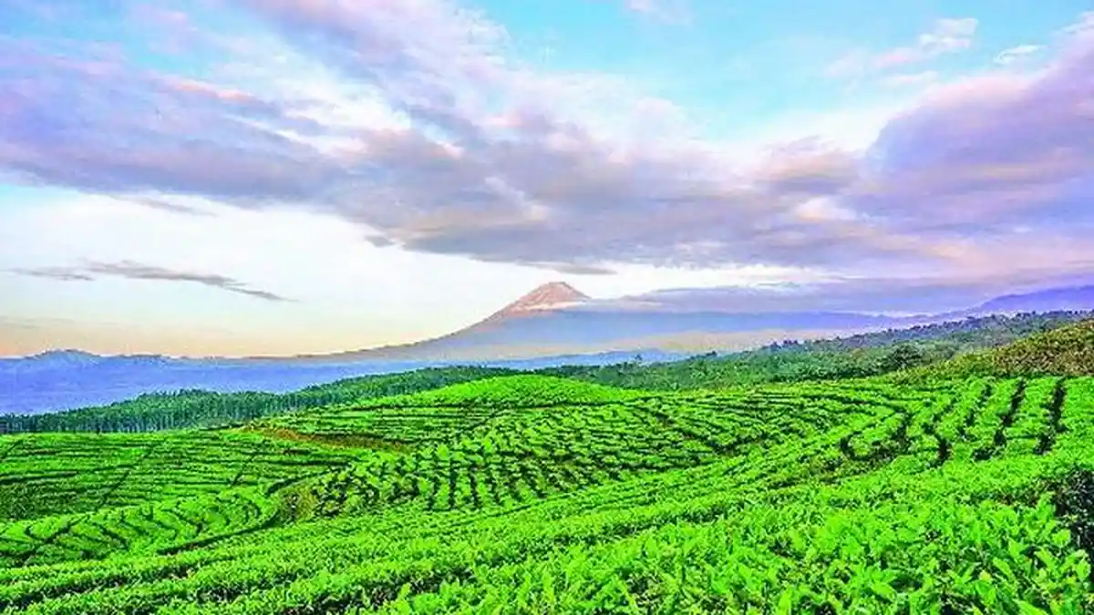 Ini Dia Enam Wisata Kebun Teh Terbaik