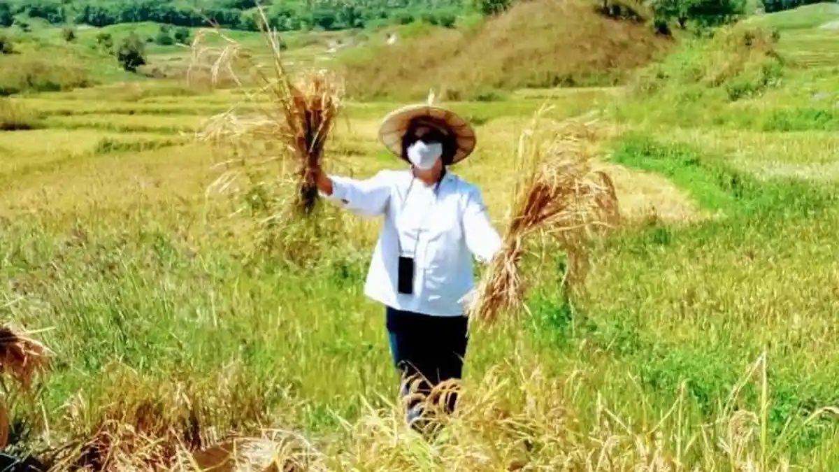 Salmun Haning Bertekad Jadikan Rote Ndao Gudang Beras di NTT