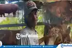 Daftar Daerah Penerima Sapi Kurban Presiden di Kalbar, Jenis Sapi dan Bobot Jumbo Capai 1 Ton
