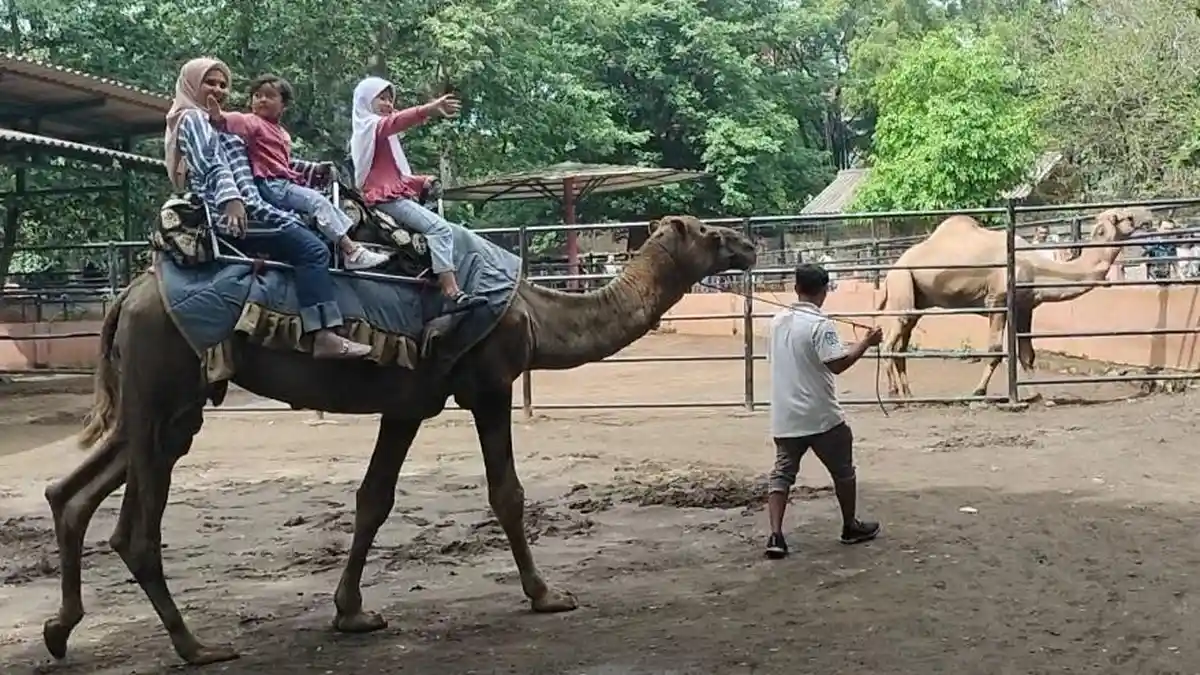 Sebanyak 5.000 Pengunjung Semarang Zoo Manfaatkan Promo HTM Rp 10 Ribu