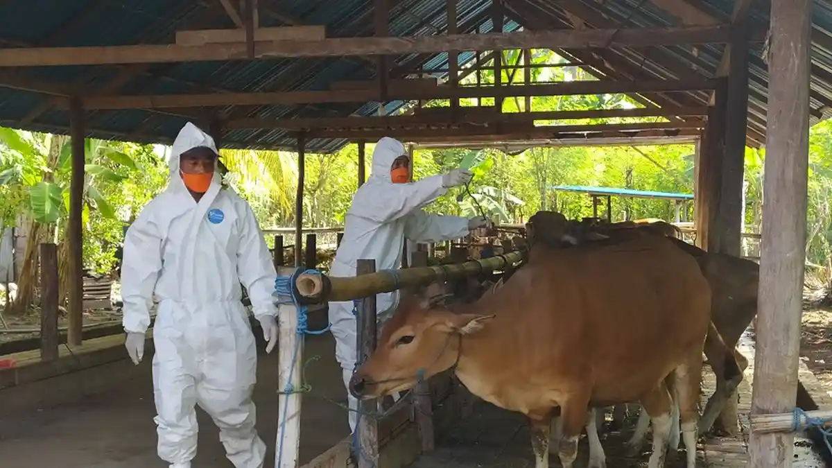 63 Sapi Terjangkit PMK di Denpasar Akan Dapat Pengganti Rp 630 Juta, Tapi Masih Menunggu dari Pusat