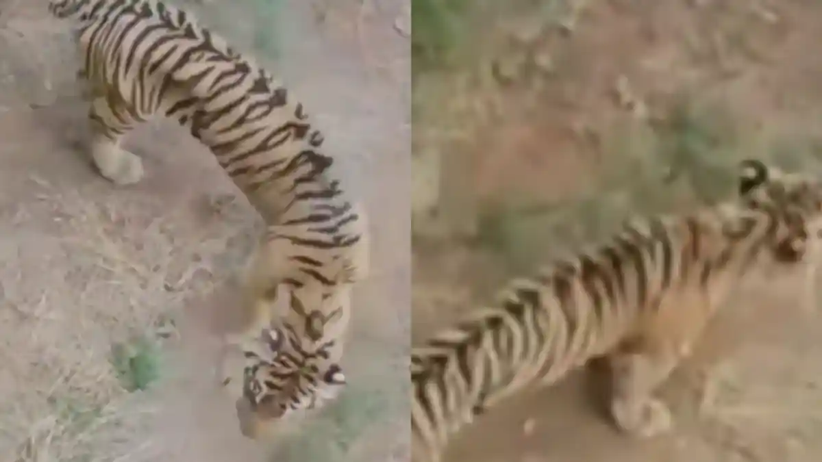 Viral Video Harimau Kurus Kerempeng, Pihak Kebun Binatang: Harimau Sumatera Tak Sebesar Jenis Lain
